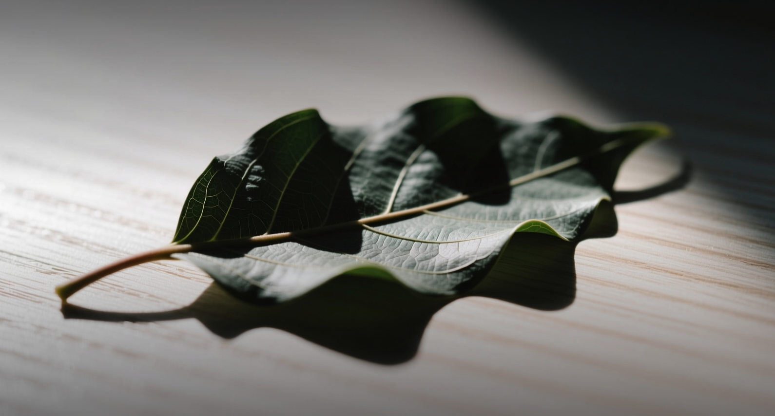 Canopy Growth faces 1 make-or-break catalyst as DEA decision nears