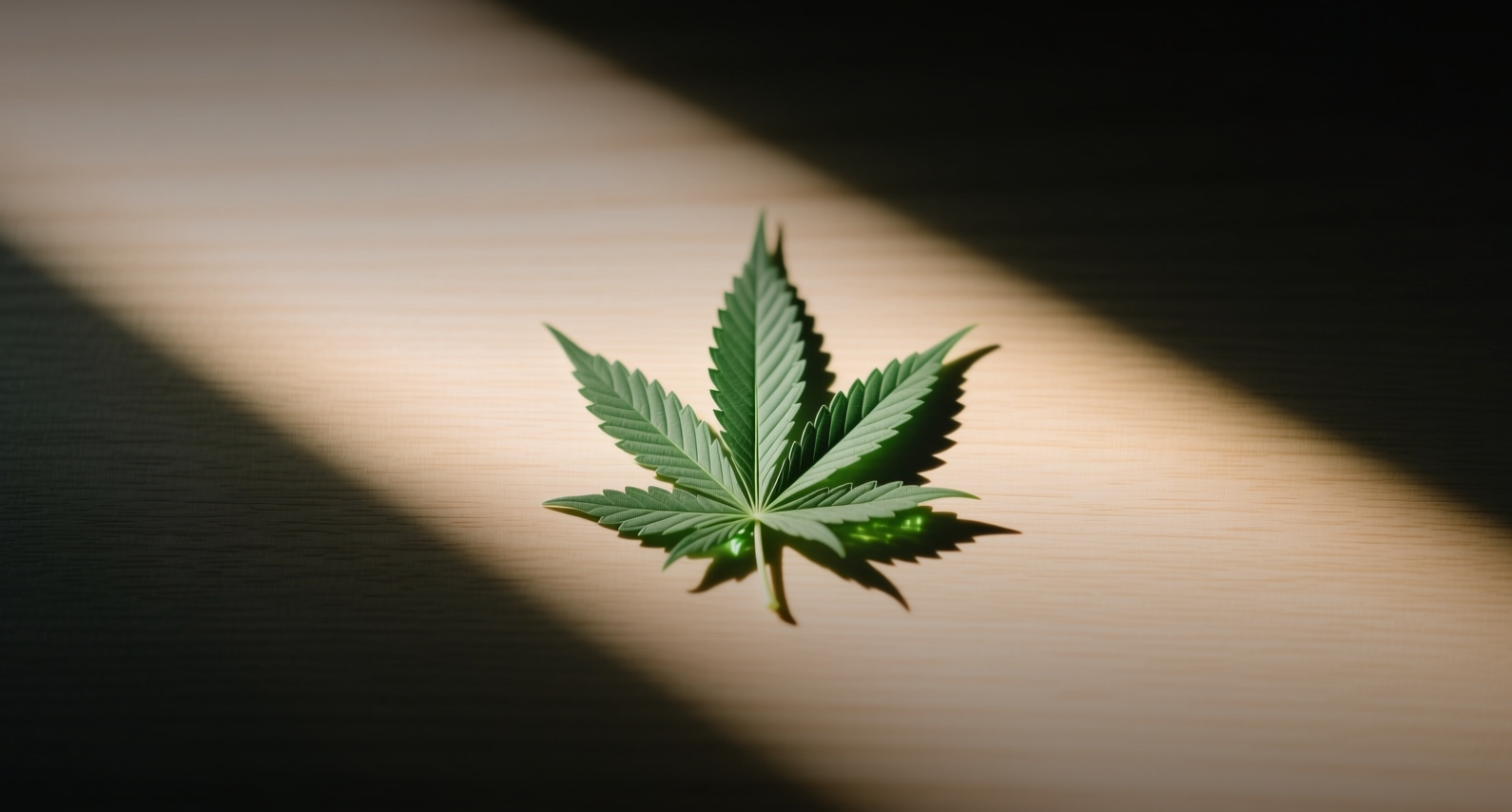 Curaleaf's $272 million Aurora bid marks cannabis M&A comeback