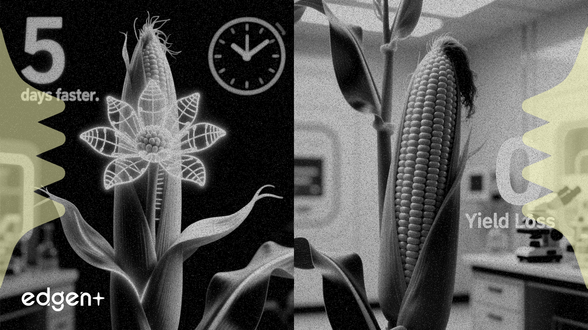 Origin Agritech gene-edited corn flowers 5 days earlier with no yield loss